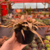 Cryptanthus Acaulis - comprar online