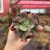 Echeveria Dark Vader - Pote 09 - comprar online
