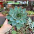 Echeveria Agaivoides Morgain - comprar online