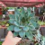 Echeveria Agaivoides Morgain