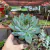 Echeveria Agaivoides Morgain na internet