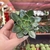 Echeveria Gênesis - pote 06 - comprar online