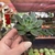 Echeveria Gênesis - pote 06 - Fazenda das Suculentas