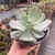 Echeveria Gila - comprar online