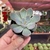 Echeveria Hércules - Pote 06 - comprar online