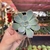 Echeveria Hércules - Pote 06 - Fazenda das Suculentas