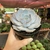 Echeveria Lilacina - pote 11 - comprar online