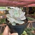 Echeveria Lola - pote 11 - comprar online