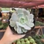 Echeveria Lola - pote 11 - Fazenda das Suculentas