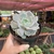 Echeveria Lola - pote 11 na internet