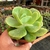 Echeveria Momoca - Mandala Citrus - comprar online