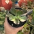 Echeveria Primadonna Variegata - comprar online