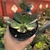 Echeveria Primadonna Variegata na internet