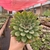 Echeveria Pulidonis - comprar online