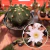 Echinopsis Subdenudata - Cactos Lua - comprar online