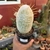 Espostoa Cantaensis na internet