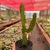 Euphorbia Ammak - Pote 11 - comprar online