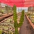 Euphorbia Ammak - Pote 11 - Fazenda das Suculentas