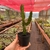 Euphorbia Ammak - Pote 11 na internet