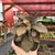 Euphorbia Francoisii - n35 - loja online