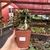 Euphorbia Francoisii - n45