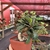 Euphorbia Francoisii - n45 na internet