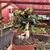 Euphorbia Francoisii - n45 - Fazenda das Suculentas