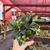 Euphorbia Francoisii - n45 - comprar online