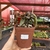 Euphorbia Francoisii - n48