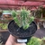 Euphorbia Inconstantia - pote 11 - comprar online