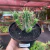 Euphorbia Inconstantia - pote 11 - comprar online