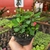 Euphorbia Milii - Coroa-de-cristo na internet