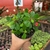 Euphorbia Milii - Coroa-de-cristo - comprar online