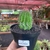 Euphorbia Polygona - pote 11 - comprar online