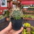 Ferocactus Glaucescens - Pote 07 - comprar online