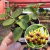 Hoya Cumingiana - Flor de Cera - comprar online