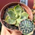 Agave Potatorum Variegata - Pote 11