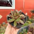 Echeveria Agavoides Frank Reinelt - pote 09 - comprar online