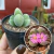 Gibbaeum Dispar - comprar online