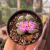 Imagem do Gibbaeum Dispar