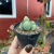 Gibbaeum Dispar - Fazenda das Suculentas