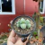 Gibbaeum Dispar na internet