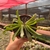 Glottiphyllum Linguiforme - pote 11 - comprar online