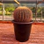 Imagem do Echinocactus Grusonii - Cacto-bola, Poltrona-de-sogra - (ADULTO)