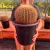 Echinocactus Grusonii - Cacto-bola, Poltrona-de-sogra - (ADULTO) - comprar online