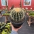 Echinocactus Grusonii - Cacto-bola, Poltrona-de-sogra - Pote 18 - Fazenda das Suculentas