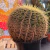 Echinocactus Grusonii - Grande - N1 - Fazenda das Suculentas