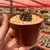 Gymnocalycium Thornless na internet