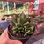 Haworthia Cuspidata - loja online
