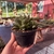 Haworthia Cuspidata - comprar online